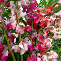 50 seeds Impatiens balsamina Seeds Mixed Colors Single Petals - £5.45 GBP