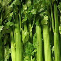 FA Store Tendercrisp Celery Seeds 1000+ Vegetable Garden Soups Stews Snacks - £6.39 GBP