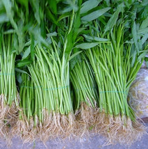 Packet of Bamboo  Leaf, Pak Boon Water Spinach Seed Seeds,Morning Glory - £2.30 GBP