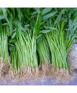 Packet of Bamboo  Leaf, Pak Boon Water Spinach Seed Seeds,Morning Glory - £2.30 GBP