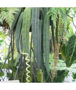 Anthurium Wendlengeri Starter Plant 2 Plants New Fresh  - $111.96