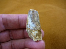 (DF233-34) 1-1/2&quot; Fossil Real Spinosaurus Dinosaur Tooth Jurassic Dino Fossil - $21.49