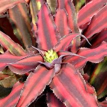 Small Starter Plant Red Star Cryptanthus Bivittatus Aka Earth Star Bromeliad - £26.92 GBP