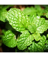 Live Spearmint Plants Pack Of 3 5 To 8 Inches Tall Aromatic And Herb For... - $1,560.02 MXN