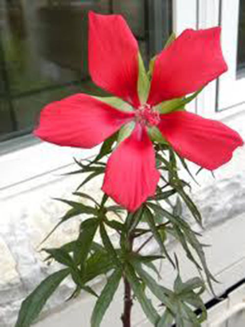 10 Texas Star hibiscus Seeds-1112 - $2.98