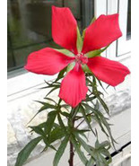 10 Texas Star hibiscus Seeds-1112 - £3.14 GBP