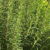 USA Seller Rosemary Seeds Herb Fast Shipping - $13.99