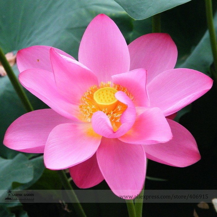 SL Heirloom Red &#39;Peach Flower&#39; Nelumbo Nucifera Lotus Seeds, Professiona... - $0.80