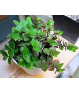 Dwarf Wandering Jew -Tradescantia Minima Callisia Repens - Bolivian Chai... - $6.79 CAD