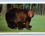 Giant Brown bear Yellowstone National Park WY 1923 WB Postcard P14 - $2.67