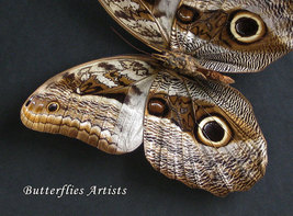 Giant Caligo Teucer Real Owl Eyes Butterfly Entomology Collectible Shadowbox  - $78.99