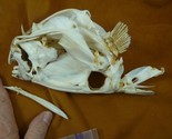 (SAF-131) 8&quot; modern Skeletonized TRIGGER FISH Family Balistidae cool sci... - £104.88 GBP