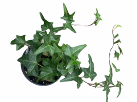 4&quot; Pot - English Ivy - Green - houseplant - living room - gardening - £36.96 GBP