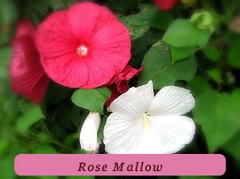 High Yield 270 Seeds Rose Mallow Heavy Bloomer Usa - $34.63 MXN