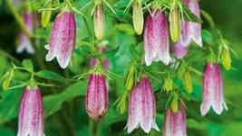 40 Heirloom Campanula Takesimana Canterbury Bells Seeds Gift Perennial Flower - £14.35 GBP