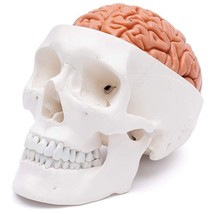 Human Head Skull with Brain Anatomy Model Medical Science Teaching Resources - $90.42