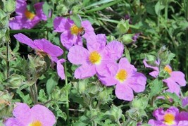 Cistus Creticus Rock Rose Cretan Rockrose Hoary Rockrose 50 Seeds Garden Beautif - £17.46 GBP