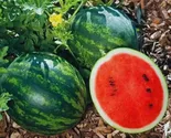 50+ Mini Love Watermelon Seeds for Garden Planting - $13.95