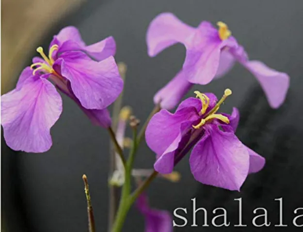 100 Pcs February LAN Seed Charming Color Flower Orychophragmus Violaceus - £4.72 GBP