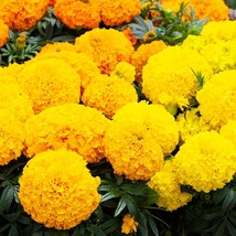 25 Flower Seeds Marigold Big Top Mix African Marigold Seeds Flowers Gardening US - £10.88 GBP