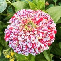 New Fresh Seeds Peppermint Stick Zinnia Candy Cane Striped Flower - $7.90