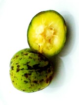 ambarella Spondias dulcis 50 Seeds ThailandMrk - $30.00