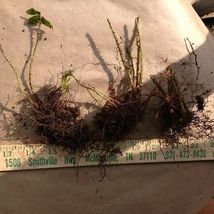 Christmas Fern 10 rhizome/root (Polystichum acrostichoides) image 3