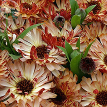 Calendula Bronzed Beauty Bicolor Pot Marigold Flowers Seeds 50 Seeds Deep Copper - £6.45 GBP