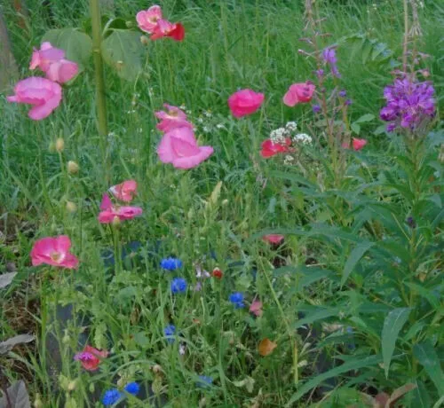 Wildflower Mix 1000 Alaska Mix Fresh Seeds for Planting - £14.06 GBP