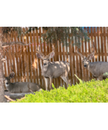Suburban Deers Wildlife Wall ART 8.5 x 11 Giclee Glossy Print - $361.39 MXN