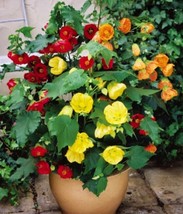 Berynita Store Abutilon Bellvue Mix Flowering Maple 20 Fresh Seeds - £7.57 GBP