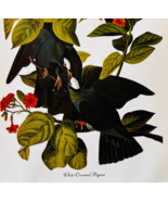1979 White Crowned Pigeon Color Plate Print Audubon Birds Of America Art... - $29.99