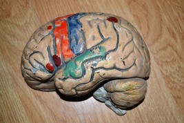 Rare Antique Plaster/Papier Mâché Brain Anatomical Model 1920 -30 s. - $197.90