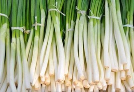 SEPTH Nebuka Onion Seeds 200+ Evergreen Bunching Japanese Vegetable Usa - $3.96