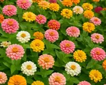 Pink Melody Marigold Seeds: Rare Vibrant Cottage Garden Blooms - $13.95