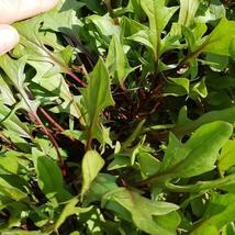 Spinach Live Plant - 30-45 days old - $8.24