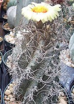Astrophytum capricorne exotic flowering cacti rare flower cactus seed 10... - £11.05 GBP