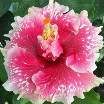 20 pcs Pink White Hibiscus Seed Flowers Flower Seed Perennial - £9.93 GBP