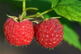 50 Red Raspberry {Rubus idaeus} Fruit Seeds  NON-GMO  - £6.05 GBP