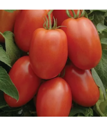 VC 50 Seeds Roma Tomato Seeds  Heirloom / Nongmo Seeds Fast Shipping - $8.50
