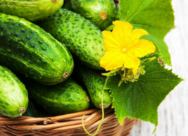 20 Pc Seeds National Pickling Cucumber Plant, Cucumber Seeds for Planting | RK - £15.19 GBP