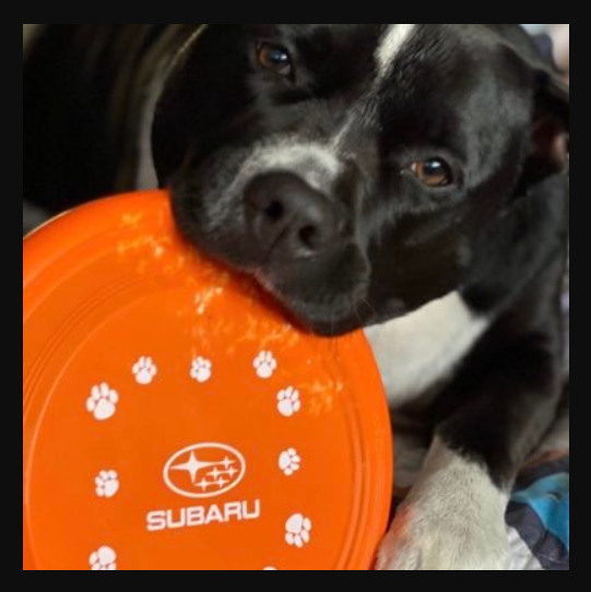 Official Subaru Genuine Dog Safe Flyer Wrx Sti Impreza Outback Forester Frisbee - $16.98