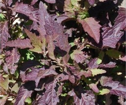 Oaxacan Red Epazote - Dysphania ambrosioides - 25+ seeds - HEIRLOOM! F 098 - $68.74 MXN