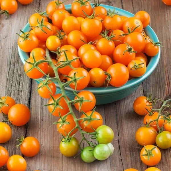 MBK 10 Seeds Sungold Tomato Sun Gold Tomato F1 Non-Gmo Packs Sale - £7.36 GBP