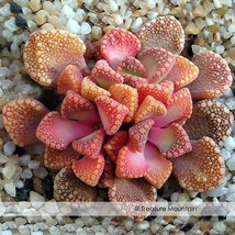 Titanopsis Variegata Seeds Pack 10 Seeds Amazing Colors On This Pink Succulent # - $12.56