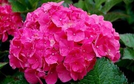 5 Charming Lily Hydrangea Seeds Flowers Flower Seed 1417 Gardening USA SELLER - £8.66 GBP