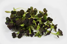 Simple Pack 500 seed Vegetable Salad Microgreens Pak Choi Purple Rain - £6.19 GBP