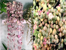 GET Both Variegated String of Pearls and String of Hearts Starter Plant  - £57.16 GBP