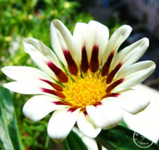 SL Gazania Bonsai Multicolor Mixed Plant Beautiful Gazania Flower Garden, 100Pcs - £2.55 GBP