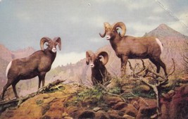 Rocky Mountain Big Horn Sheep Colorado CO Postcard D15 - $2.99